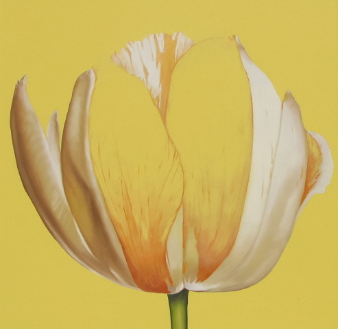 Yellow and White Tulip 48x48 Oil